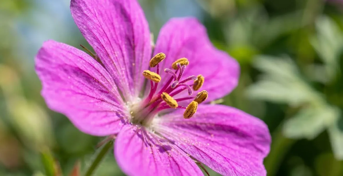 Gros plan sur une fleur de géranium vivace avec pétales et étamines en détail, arrière-plan naturel flouté
